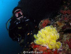 Buddy admiring Yellow Feather Star. Canon Ixus 85is Inon ... by Keith Savill 